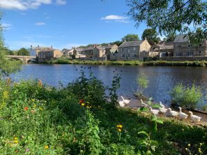 geese on riverbank in a village