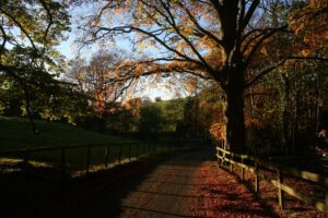 Country Lane with autumn colours