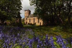 Bluebells in a churchyard