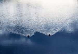 Two ducks in a river leaving a wake