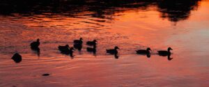 Ducks on a river in orange light