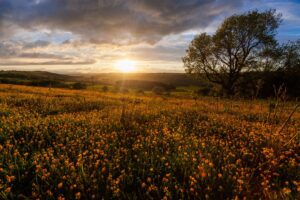 Sunset over a field of yellow flowers